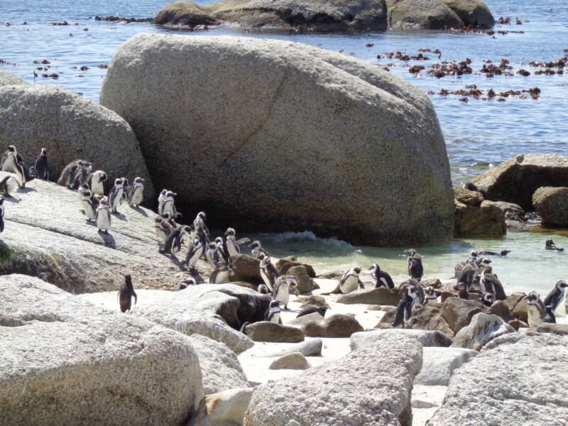 10/26 Scenic Day – Cape Point / Cape of Good Hope