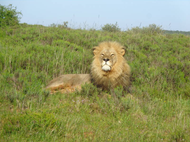 11/2 Game Drives